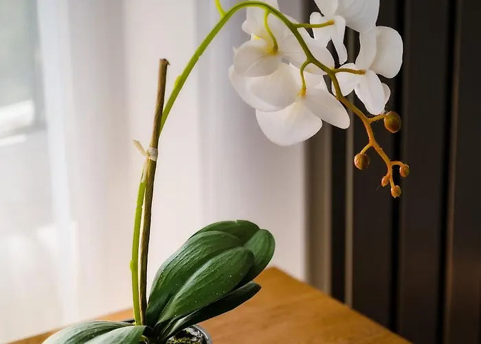 Andreas - Pool & * Năvodari